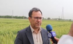 پیش‌بینی برداشت ۵۵۰ هزار تن گندم در لرستان