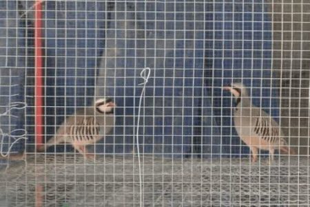 کشف ۱۳ پرنده از منزل یک متخلف زیست‌محیطی در خرم‌آباد