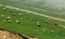 مراتع و توسعه پایدار زیربنای معیشت جامعه عشایری