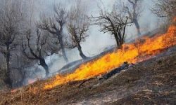 آتش در کمین جنگل‌های لرستان