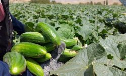 آغاز برداشت خیار خارج از فصل در بروجرد