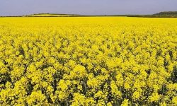 تسویه ۱۰۰ درصدی مطالبات کلزاکاران پلدختری