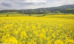 ۲۱۰۰ تن کلزا از کشاورزان لرستانی خریداری شد