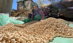 پیش‌بینی برداشت بیش از ۵۰ هزار تن نخود در لرستان