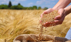 خرید بیش از ۱۲ هزار تن گندم در لرستان