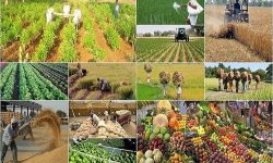 فراوری یک‌ میلیون‌تنی محصولات کشاورزی در لرستان