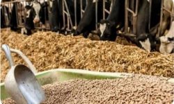 درخشش تولیدکنندگان خوراک دام لرستان در سطح کشور