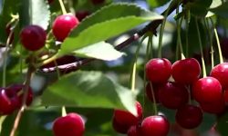 پیش‌بینی برداشت ۷۵۰۰ تن گیلاس و آلبالو در لرستان
