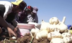 آغاز برداشت طلای سفید از مزارع لرستان