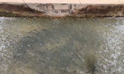 بهره‌برداری از طرح جدید آبزی‌پروری چگنی در هفته دولت