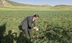 لرستان پیشتاز توسعه مبارزه بیولوژیک؛اجرای طرح در ۵۹۶۰ هکتار از اراضی کشاورزی
