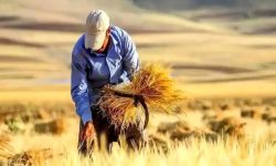 خرید ۲۴ هزار تن گندم از کشاورزان لرستانی