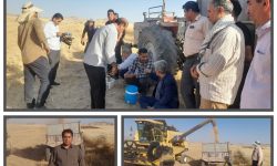 آغاز برداشت نخود از مزارع پلدختر