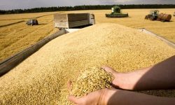 فعالیت مراکز خرید گندم لرستان در روزهای تاسوعا و عاشورا