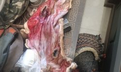 دستگیری شکارچیان غیرمجاز بز کوهی در «سفیدکوه»