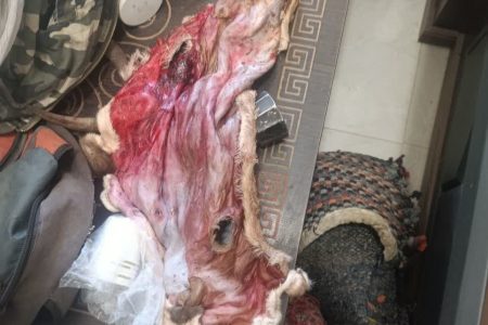 دستگیری شکارچیان غیرمجاز بز کوهی در «سفیدکوه»