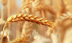 خرید ۱۰۴ هزار تن گندم از کشاورزان لرستانی