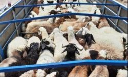 توقیف خودروی حامل ۲۵ رأس گوسفند فاقد مجوز در کوهدشت