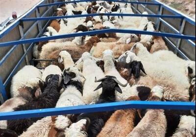 توقیف خودروی حامل ۲۵ رأس گوسفند فاقد مجوز در کوهدشت