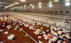 افتتاح نخستین بیمارستان تخصصی طیور ایران در بروجرد