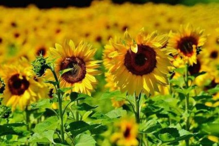 کشت ۱۶۰ هکتار گل آفتاب‌گردان برای اولین‌بار در دورود