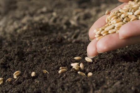 عبور تولید بذر گندم در لرستان از مرز ۱۶ هزار تن