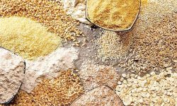 تأمین و توزیع بیش از ۵۳ هزار تن نهاده دامی در لرستان