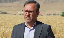 پیگیری پرداخت مطالبات گندم‌کاران لرستان در اولویت جهاد کشاورزی