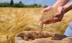 خرید گندم در لرستان از ۲۰۰هزار تن گذشت