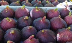 پیش‌بینی برداشت ۴۵ هزار تن انجیر سیاه از باغات لرستان