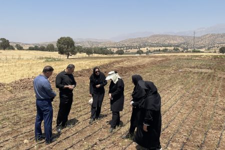 طرح خشکهکاری برنج در چگنی؛گامی مؤثر در مدیریت مصرف آب لرستان