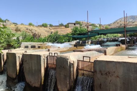 رکوردشکنی تولید سالمون در چگنی؛مزرعه نمونه نیازمند تزریق سرمایه