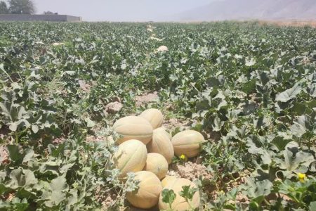 تولید بیش از ۱۰۳ هزار تن محصولات جالیزی در لرستان