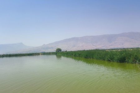 برداشت ۲۵۰۰ تن ماهی گرمابی از مجتمع ۴۵۰ هکتاری دورود
