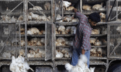 کشف ۱۰تن مرغ زنده قاچاق در دورود