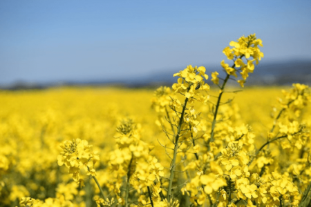تسویه ۹۰ درصدی مطالبات کلزاکاران لرستانی