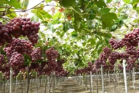 برداشت ۵۰ هزار تن انگور از تاکستان‌های لرستان