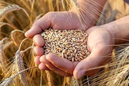 ثبت رکورد ۴۰ هزار تنی خرید گندم در ازنا