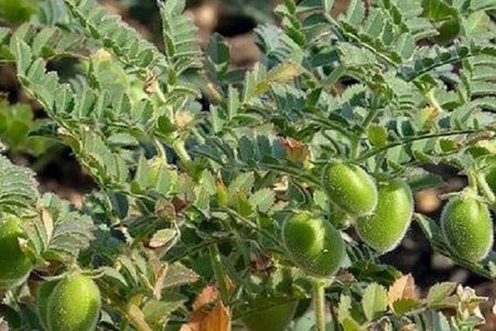 لرستان در جایگاه دوم تولید محصول نخود کشور