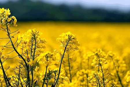 ۱۴۹ میلیارد تومان مطالبات کشاورزان لرستانی بابت کلزا و کاملینا تسویه شد