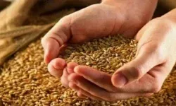 اعلام قیمت بذر گندم و جو در لرستان