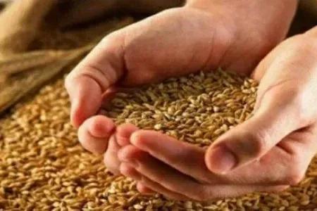 اعلام قیمت بذر گندم و جو در لرستان