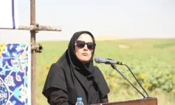 کاشت ۲۱۰ هکتار آفتاب‌گردان در لرستان