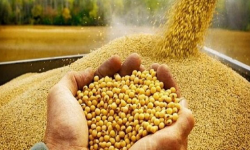 خرید گندم تضمینی در لرستان از مرز ۲۷۸ هزار تن گذشت