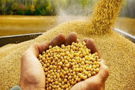 خرید گندم تضمینی در لرستان از مرز ۲۷۸ هزار تن گذشت