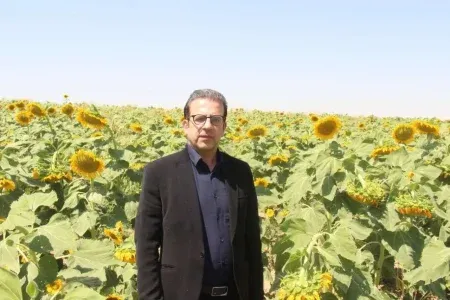 کاشت ۱۶۰ هکتار آفتاب‌گردان در دورود برای اولین بار