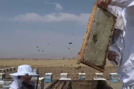 تولید چهار هزار تن عسل از زنبورستان های لرستان