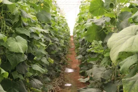 افتتاح گلخانه ۳۵۰۰ متری در روستای «ناصروند» خرمآباد