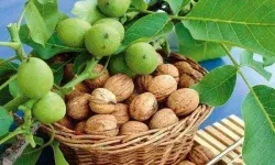 پیش‌بینی برداشت ۲۶ هزار تن گردو در لرستان