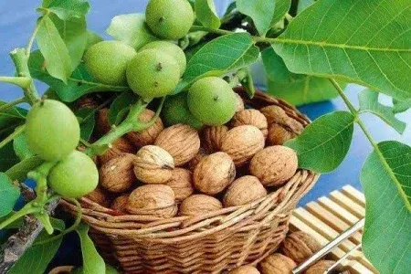 پیشبینی برداشت ۲۶ هزار تن گردو در لرستان